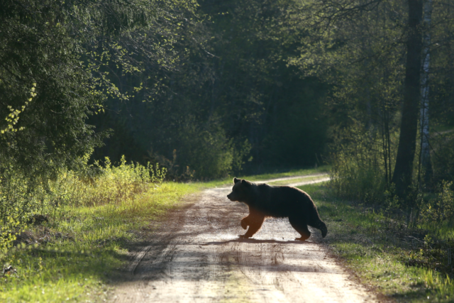 väike_mõmm Piret Eensoo