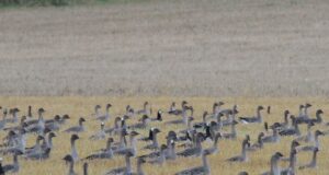 Lindude gripp levib jõudsalt Kesk-Euroopas