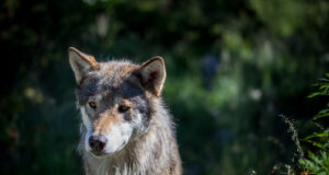 Lätis on lubatud küttida 370 hunti