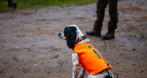 Kaelarihmaga koera pole vaja aidata