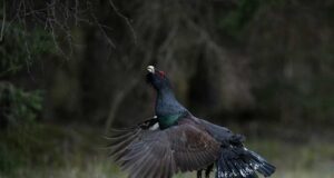 Eesti Looduse fotovõistlus kestab oktoobri lõpuni