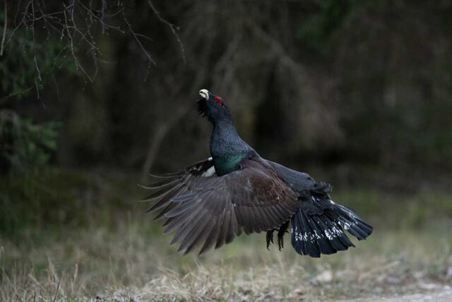 kalmer lehepuu ejsi auhind