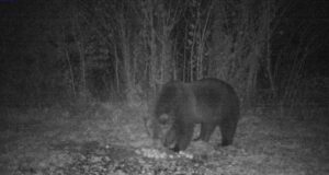 Karu on jõudnud Vormsi saarele