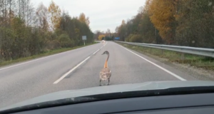 Ettevaatust, linnud teel!