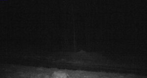 Tartumaal märgati kahte kärntõves hunti