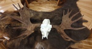 Jahitrofeede hindamine Tartus