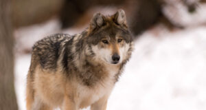 Euroopa Kohtu kohtujurist toetab hundijahi jätkumist Eestis seniste põhimõtete järgi