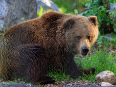 Kohus ei peatanud karujahti