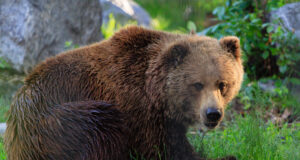 Kohus ei peatanud karujahti