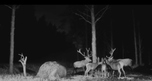 RMK hirvekaamera alustab kümnendat hooaega