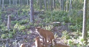 Haigustest ja stressist räsida saanud ilveste arvukus on taastumas
