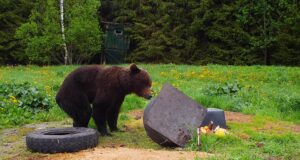 Paralepas jalutas karu