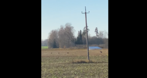 Hundi ja kitsede kohtumine