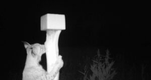 Ilves maiustab soolakul