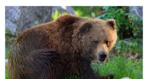 Esitada tuleb karu ja metskitse vaatlusandmed