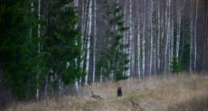 Karuaasta puhul avati näitus