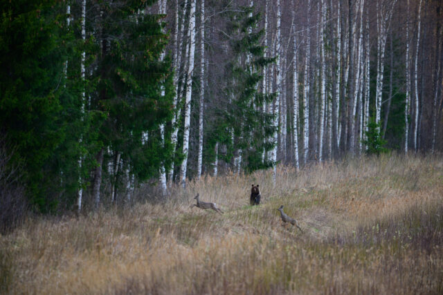 kevadine kitsejaht sven zacek