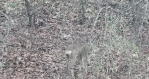 Metskits külastas EJS-i