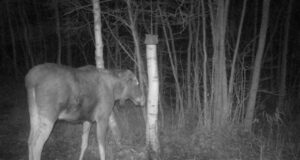 Tartumaal kütiti kõrvadeta põdralehm