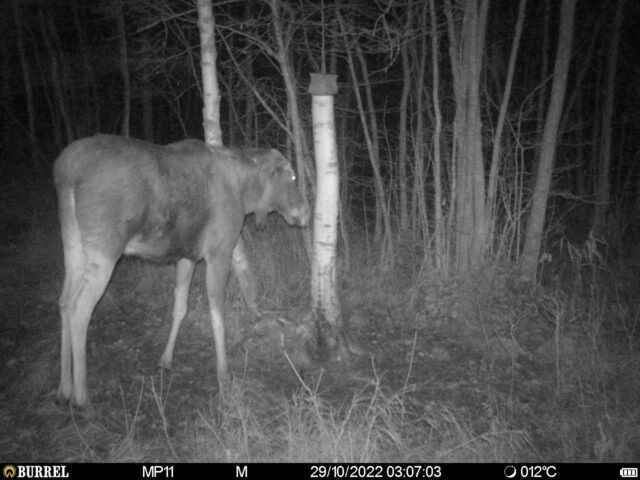 kõrvadeta põdralehm