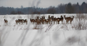 Valgamaa Jahimeeste Ühistu Nõukogu liikmete jaht L 26.11.2022 Väheros