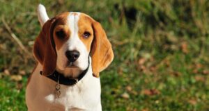 Loengus uuritakse kuidas kodu- ja metsloomad siseparasiite edasi kannavad