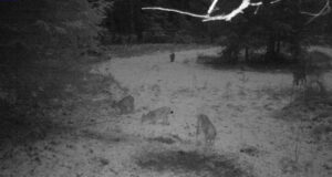 HARULDANE VAATEPILT! Ilvesed ringkäigul