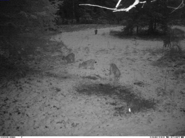 viis ilvest - urmas tekkel