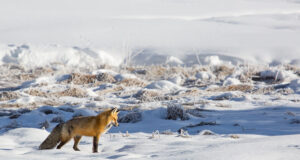 VIDEO: Rebane jahti pidamas