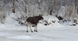 Tartu jahimehed päästsid jäisest veest põdra