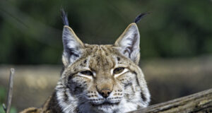 Tartus toimub “Ilvesmees” filmi vaatamine