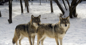 Rahvuslooma ümarlaua arvates on hundihirm asjata