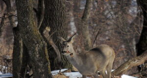 Loodusemees Vahur Sepp: hunt ja ilves on näljas, metskitsed ja koprad kaovad vaikselt