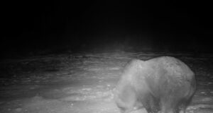 Jõgevamaa karudel ei tule und