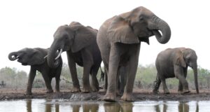 Looduskaitsjatele ollakse valmis loovutama elevante