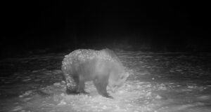 Jõgeva kandis kondab karu ikka veel ringi