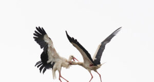 Eesti Looduse fotokonkursi võitis foto kaklevatest kurgedest