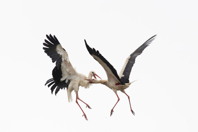 kalmer lehepuu peaauhind