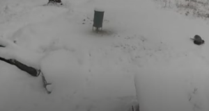 Ilves jahtis otse kaamera all metskitsi