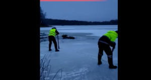 Läti jahimehed päästsid jäisest veest kaks põtra