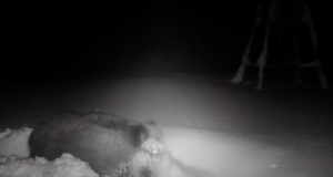 VIDEO: Sügava lumega on hädas ka metsloomad