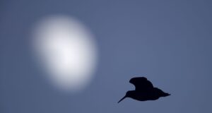 Selgusid parimad aasta linnu jäädvustajad sõnas ja pildis