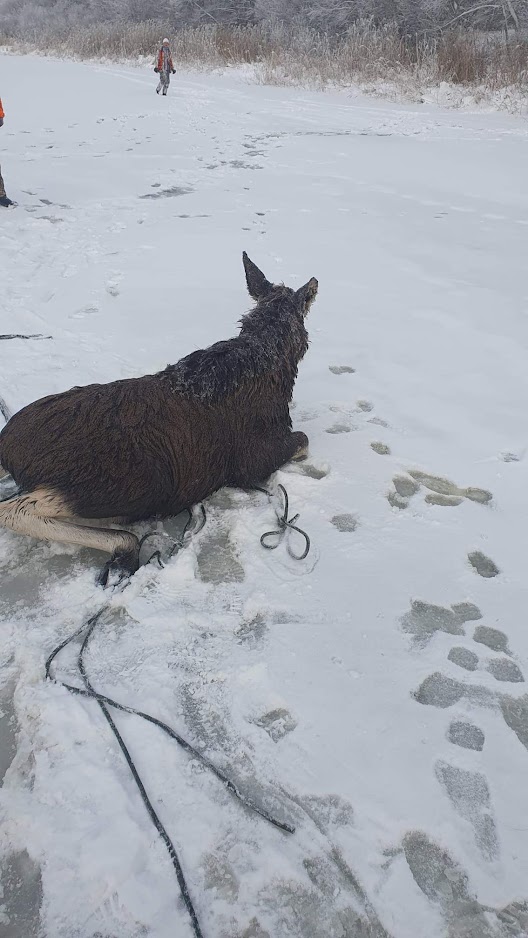 received_685781393130815 Põdrahakatis peale päästmist