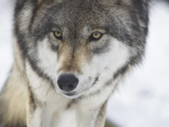 Jahimehed küttisid möödunud nädalaga 25 hunti