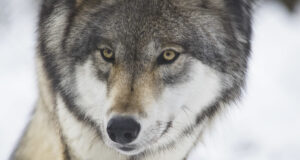 Jahimehed küttisid möödunud nädalaga 25 hunti