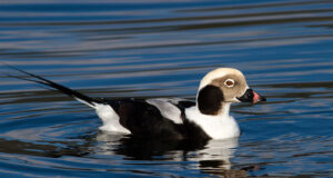 Aasta linnuks valiti kaunis veelind