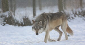 Jääb ära! Tartus tuleb jutuks hunt