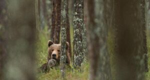 Lätis avati karunäitus