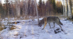 EJS hundijahi peatamise osas: aidakem vältida hundiviha ja kaitsta teaduspõhist jahindust