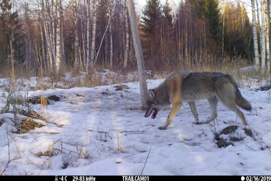 Suurkiskjate seire on teaduspõhine